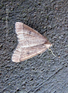early moth (Theria primaria) Kenneth Noble